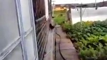 Собака спасает кота от смерти! Жесть !