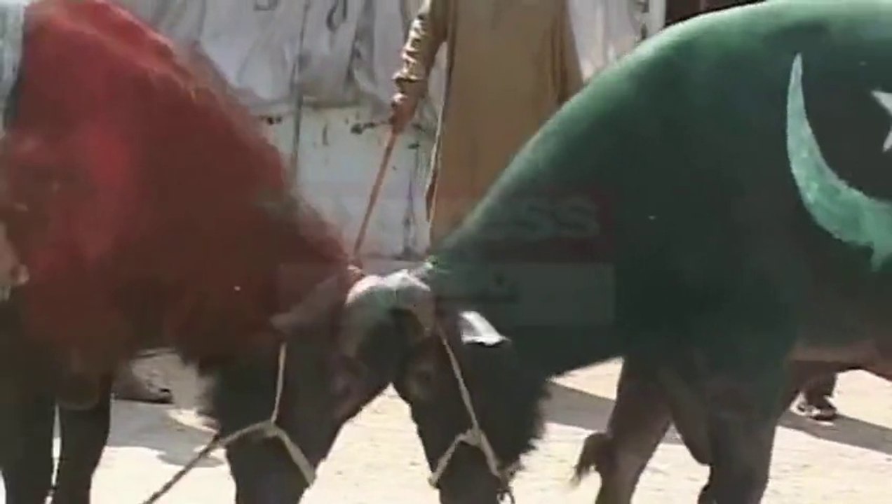 PAK vs INDIA - Bhaisu (bull) ka muqabla - Voice Of Battagram