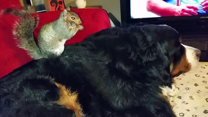 #2 Funny Squirrel hides nuts in Dog fur - Белка прячет орешки в шерсти собаки !