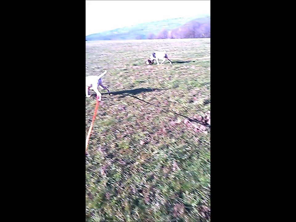 Haddock et Icéo au pied à 11h sur le dégel partie1