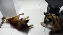 Tiger cub bothers Dog - Тигренок достает собаку - прикол !