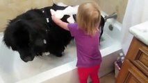 Toddler giving dog a bath