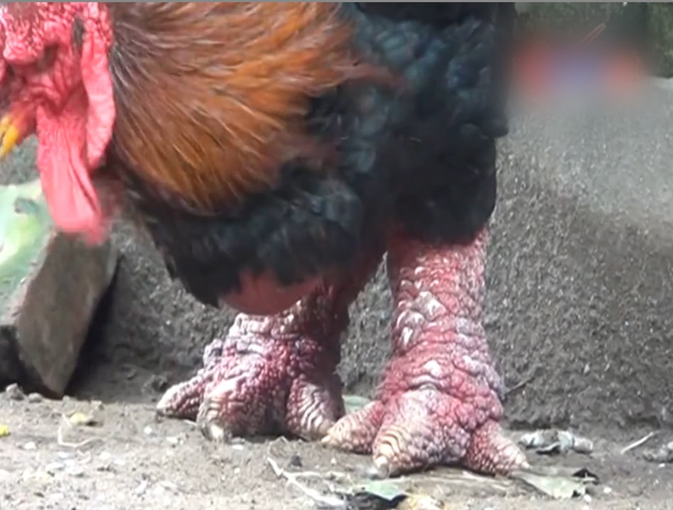 Gà Đông Tảo : Poulet aux grosses pattes du Vietnam