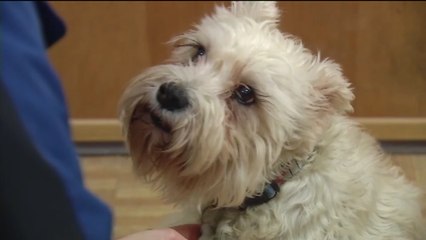 This Dog Snuck Into A Hospital To See Her Owner
