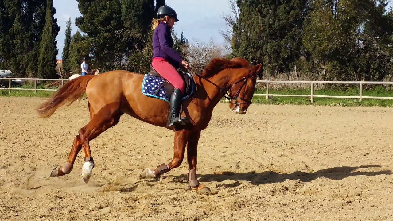 Bibi galop