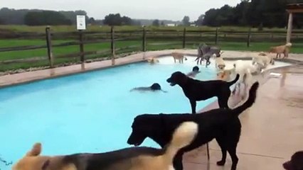 Who Else Wants To Host a PUPPY POOL PARTY?