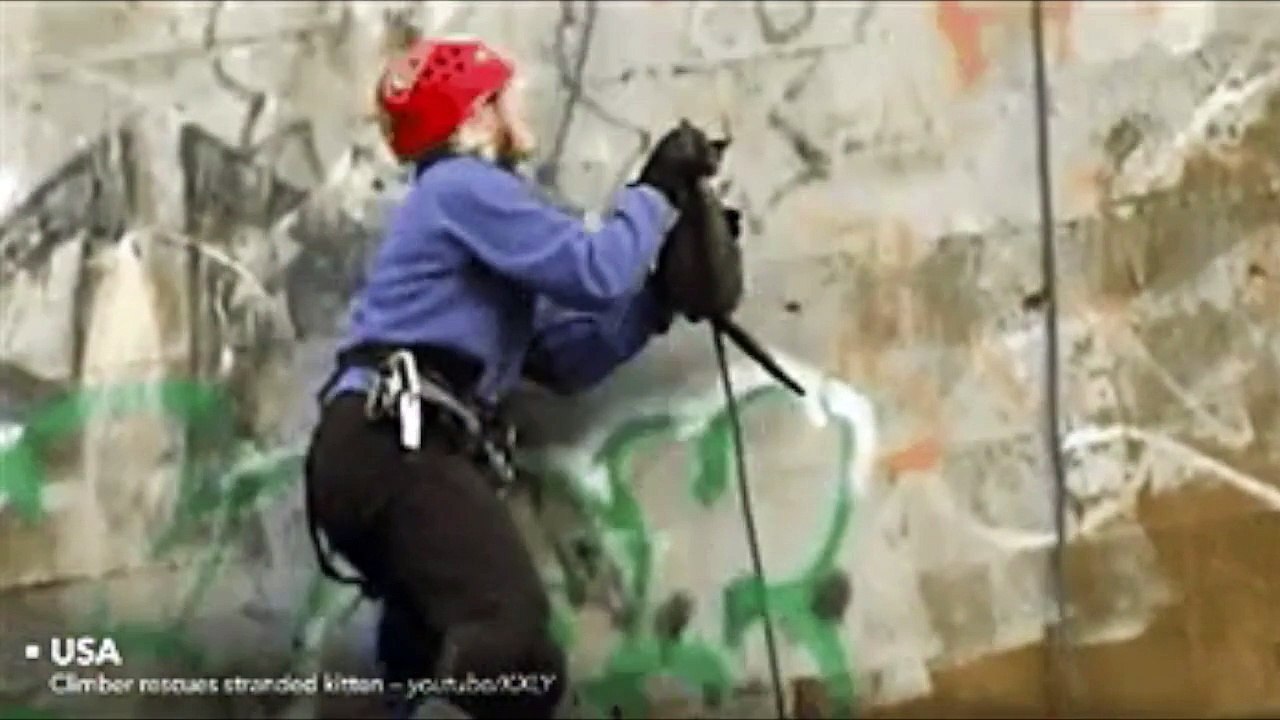 12 des sauvetages d'animaux insolite