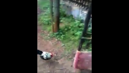 مهاوشة بين ديك وكلب