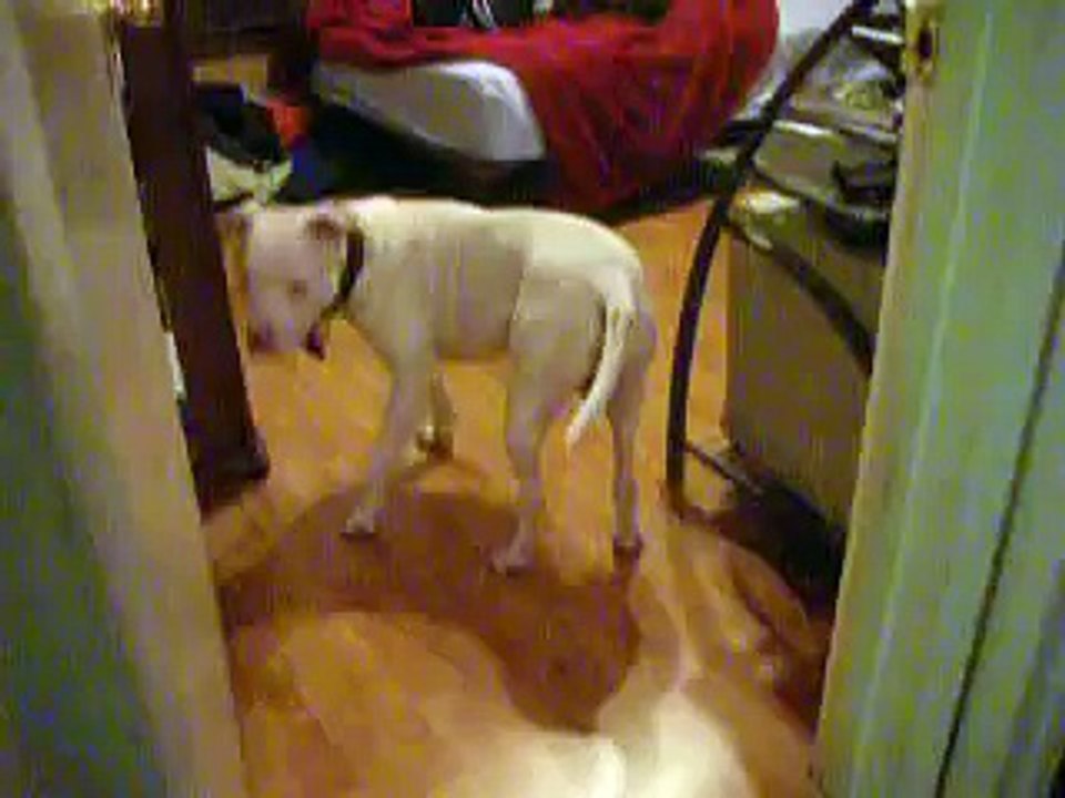 Bullit doesn't like Farts Super Funny Video