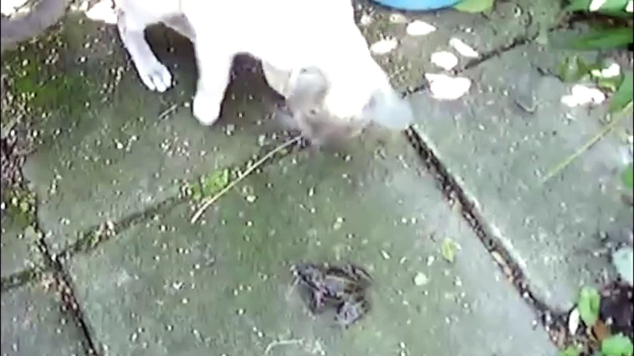 Funny Screaming Animals - Super Funny Video
