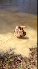 German Shepherd Throws a Fit When She Has to Quit Swimming