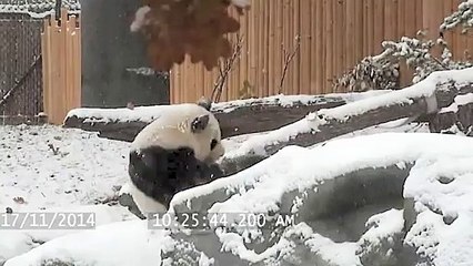 Panda Is Excited About The Snow - Super Funny Video
