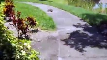 Fastest Turtle ever - Черепаха бегун ! Прикол !