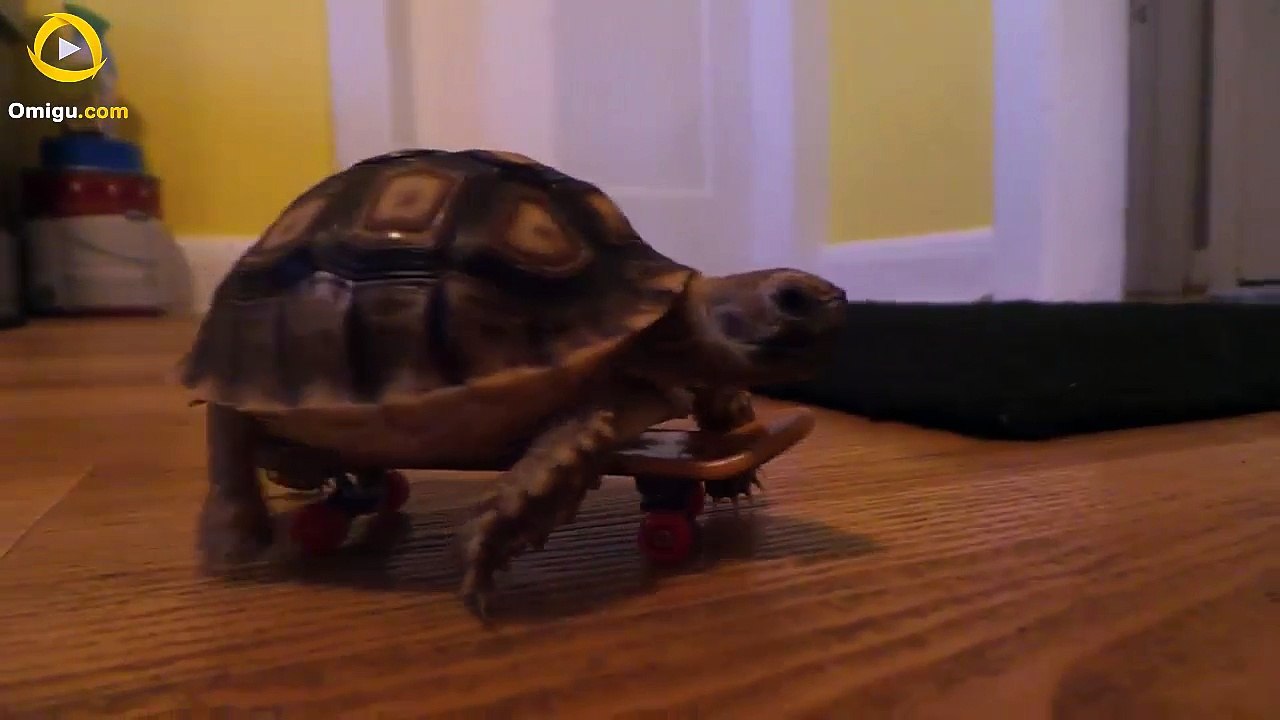 Skateboarding Tortoise