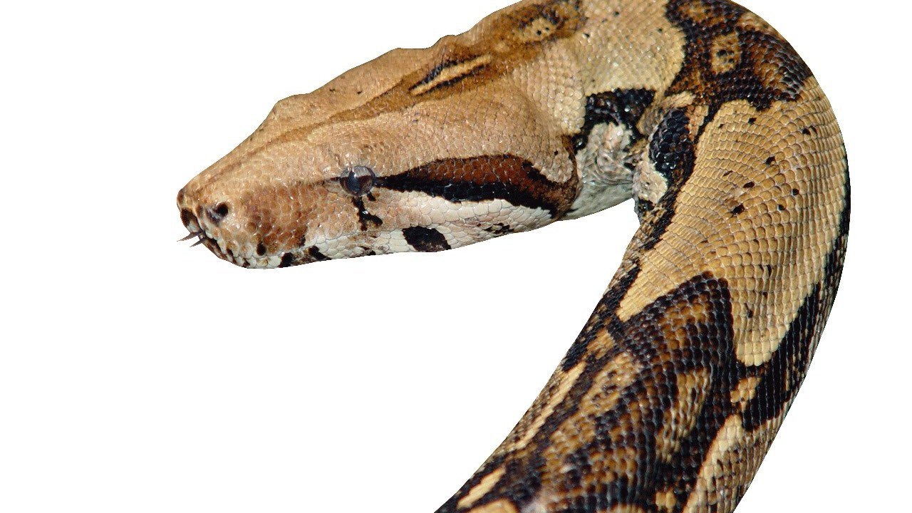 Playing With A Boa Constrictor