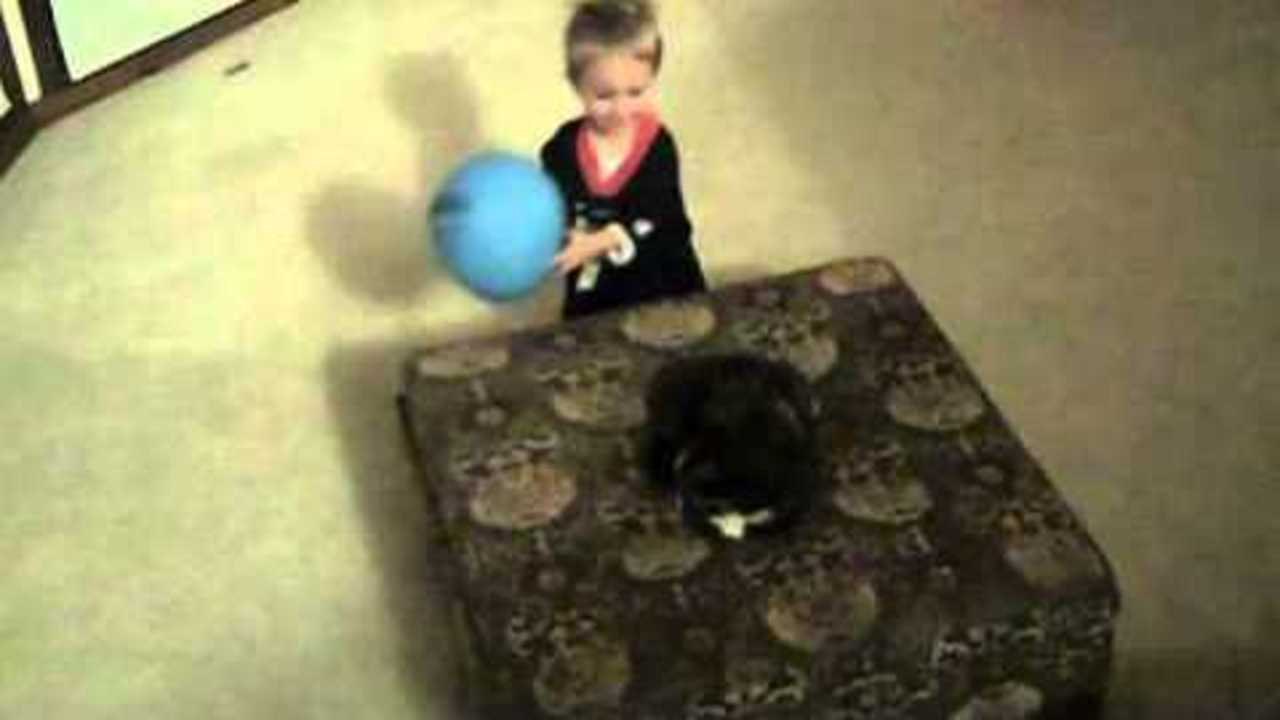 Boy Throws Balloon at Cat