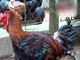 Dong Tao, la race de poules aux pieds obèses