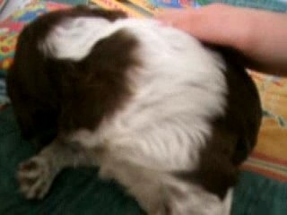 Chispa