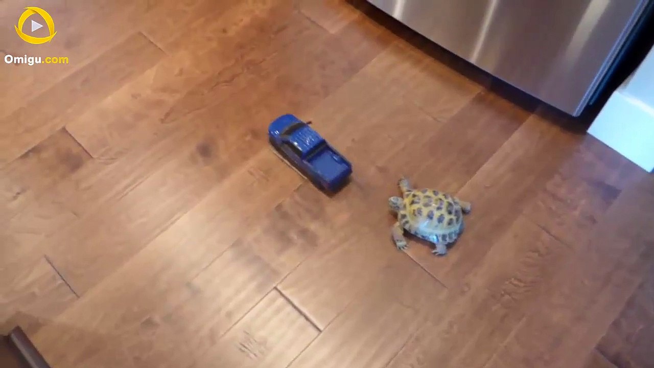 Tortoise vs. Truck