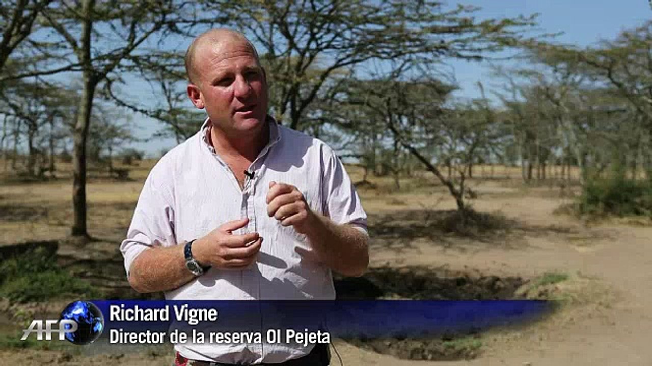 ¿Cómo salvar a los únicos cinco rinocerontes blancos de la extinción?