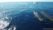 An Unbelievable Aerial View of Sperm Whales Off California Coast