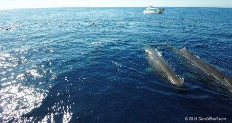 An Unbelievable Aerial View of Sperm Whales Off California Coast