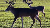 Trophy Whitetail Deer | Mexico Duck and Dove Hunting