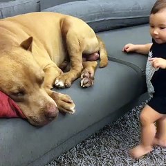 Child playing with dog
