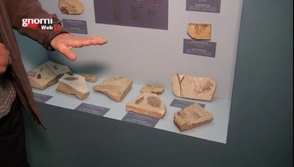 Μουσείο Γεωλογικής Ιστορίας Ολύμπου