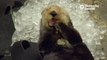 Adorable sea Otter falling asleep in a pile of ice cubes
