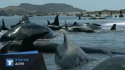 200 baleines s'échouent sur une plage de Nouvelle-Zélande