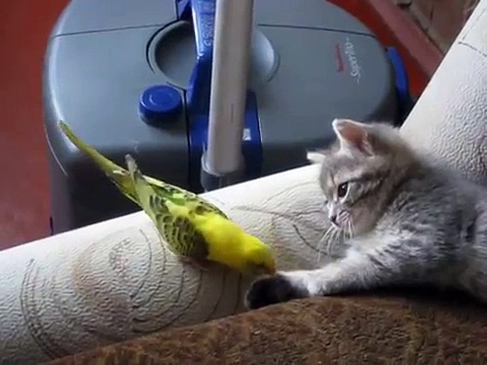 Parrot bothers Cute Kitten - Попугай достал котенка ! Прикол !
