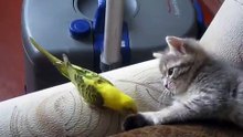 Parrot bothers Cute Kitten - Попугай достал котенка ! Прикол !