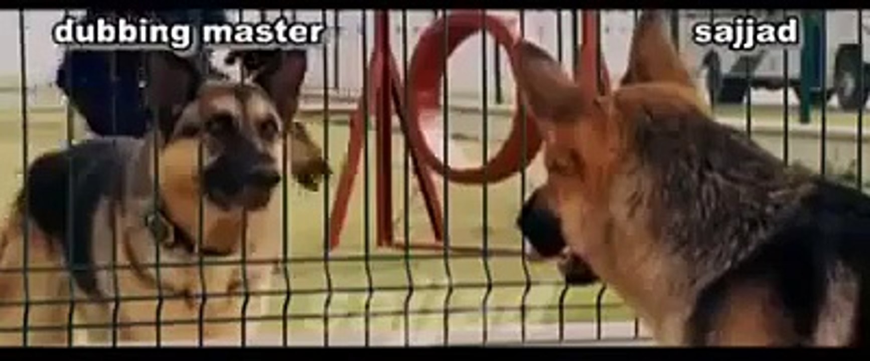 Dog chat in punjabi