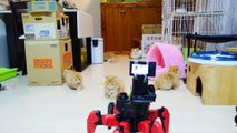 kittens VS Spider robot