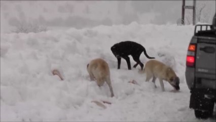 Yaban Hayvanlarına Yem Bırakıldı