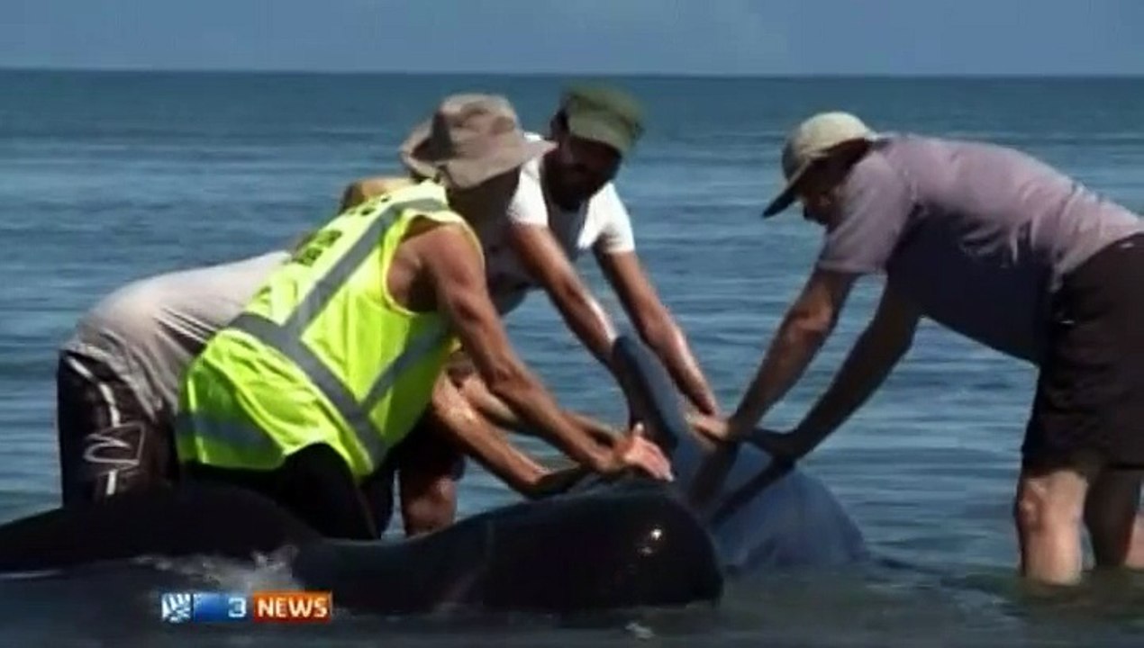 Près de 200 baleines s'échouent sur une plage en Nouvelle-Zélande