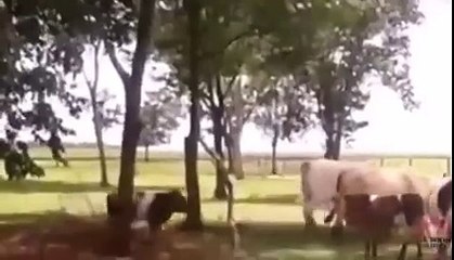 Incredible sheep vs cow stone head