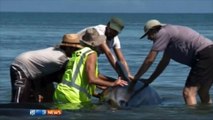 200 baleines s'échouent sur une plage de Nouvelle-Zélande