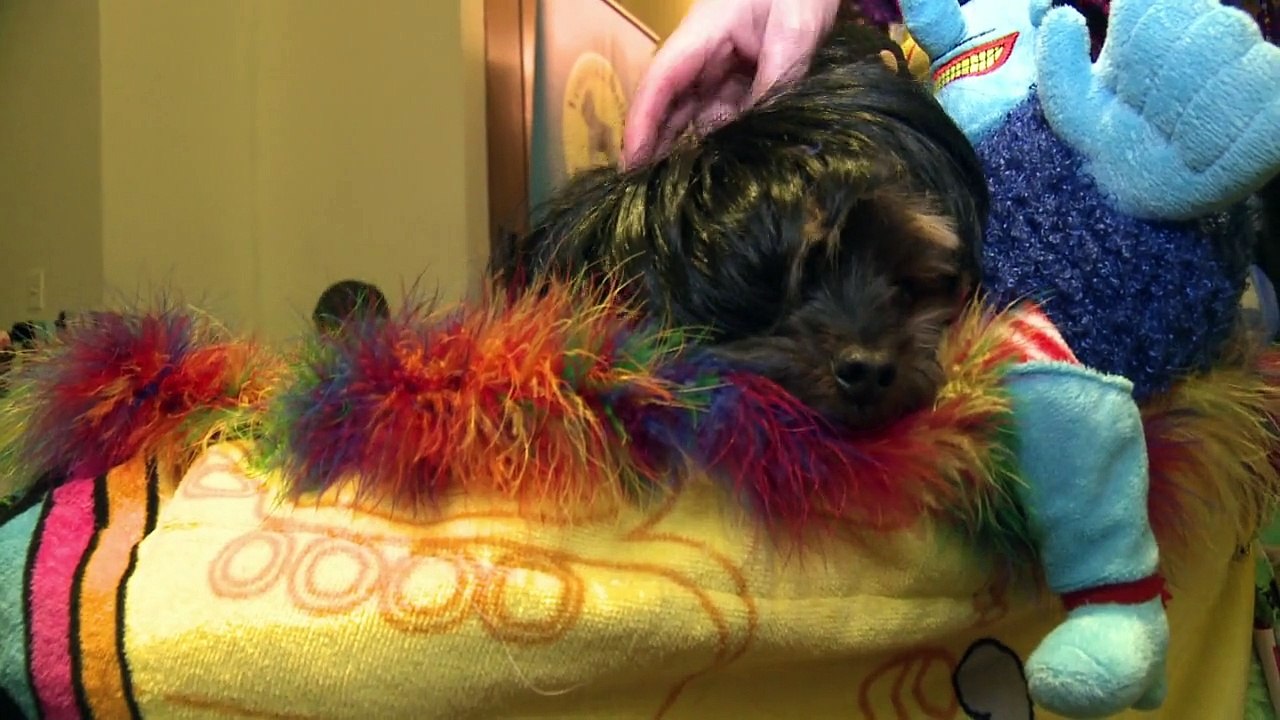 Hunde auf dem Laufsteg