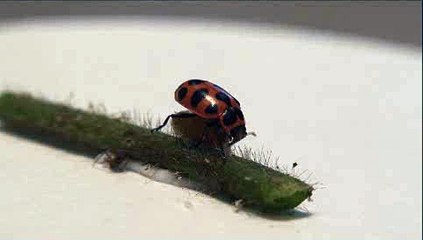Quand une guêpe manipule une coccinelle grâce à un virus