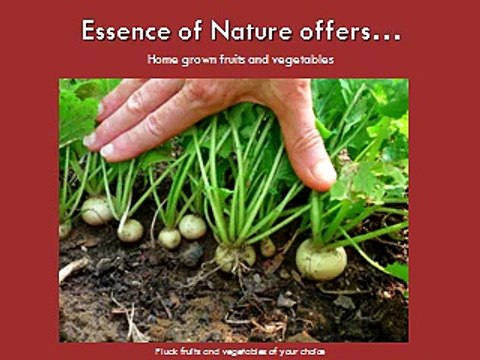 Essence of Nature - Weeken Getaways From Delhi