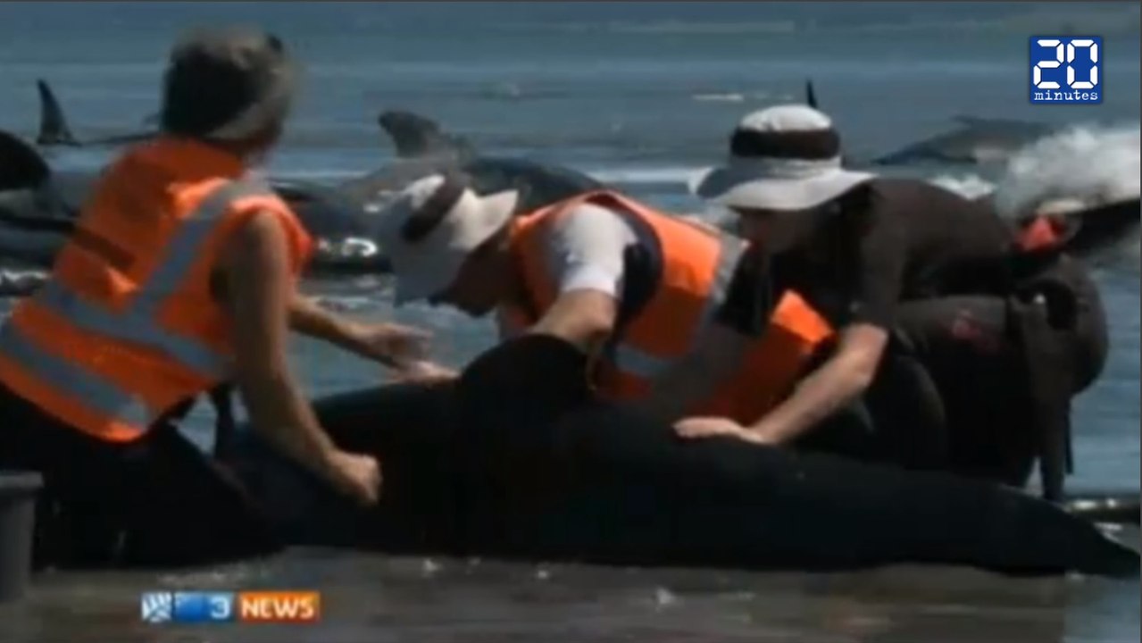 Près de 200 baleines s'échouent en Nouvelle-Zélande
