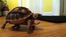 Une tortue qui fait du skate !