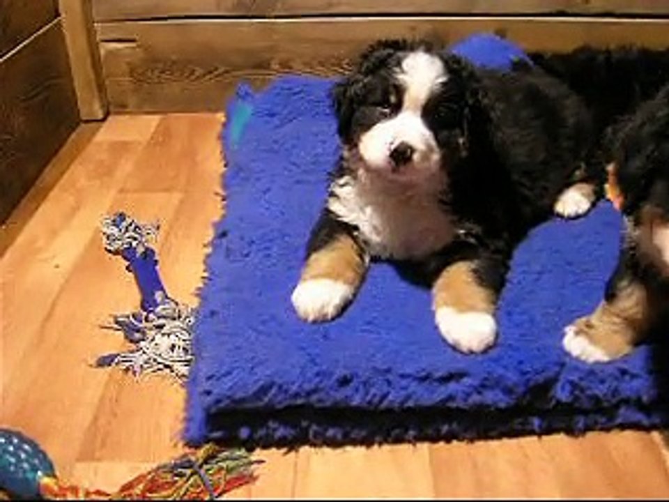 12 fév où l'on voit la femelle rose, la femelle verte et la femelle mauve (et les autres aussi...)