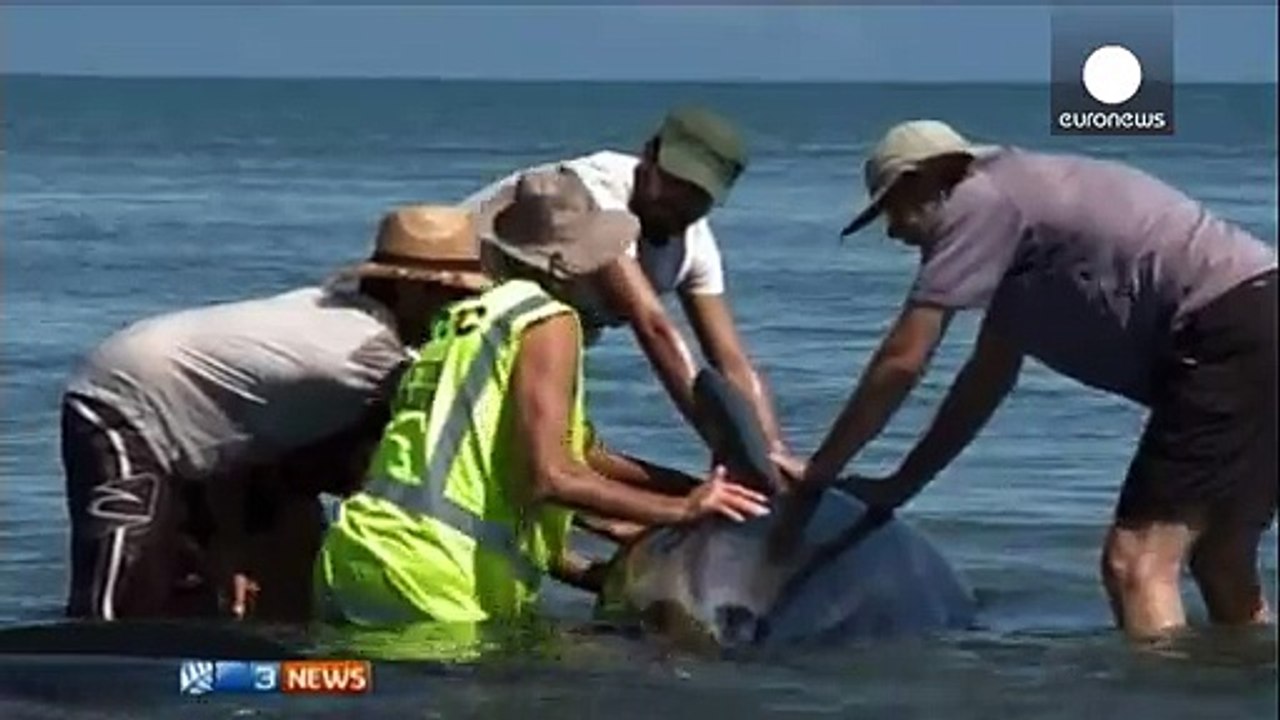 New Zealand: Nearly 200 stranded whales trigger major rescue effort