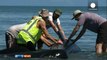 گرفتار شدن حدود دویست نهنگ خلبان در سواحل نیوزیلند