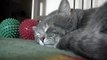 Sleeping Cat Talks to his Owner - Кот реагирует на кашель хозяина - Прикол !