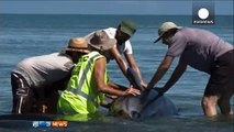 Fiato sospeso per 200 balene arenate in Nuova Zelanda