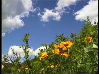 Sunflowers and Mountain Goats